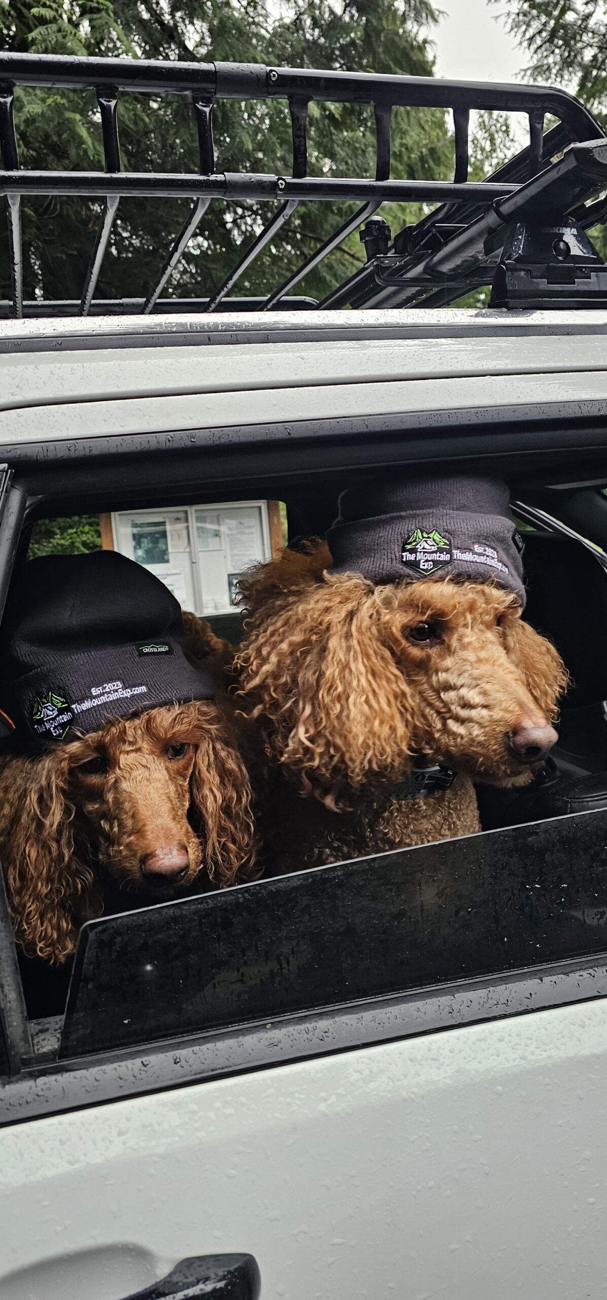 Photo of dogs in a car