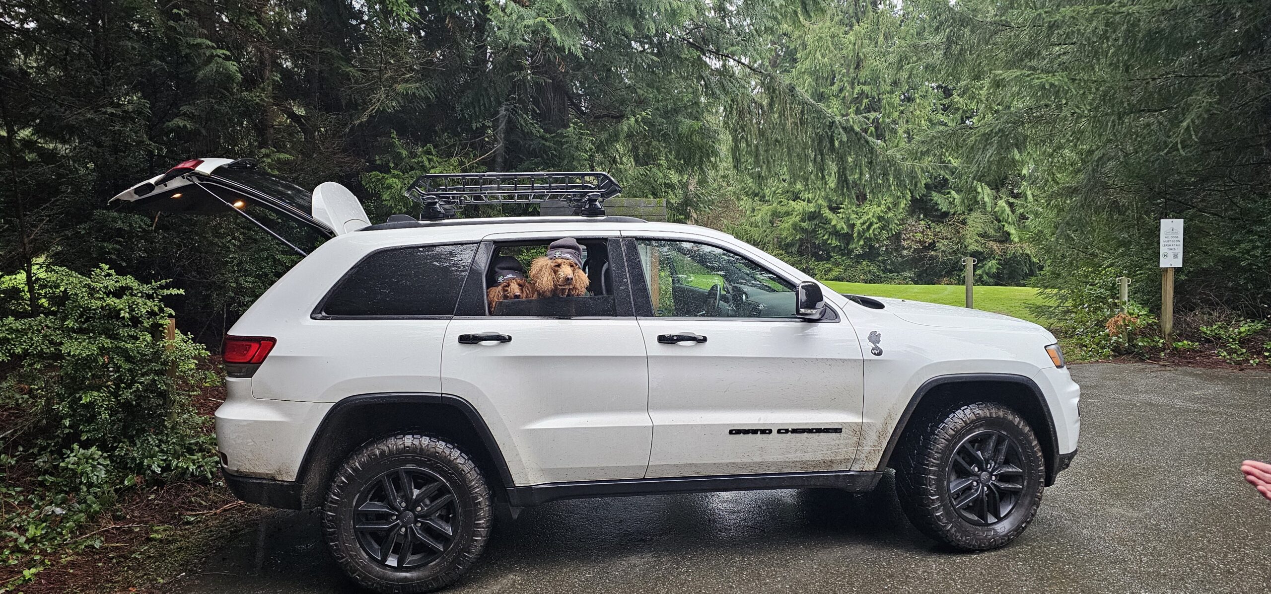 Photo of dogs in a car